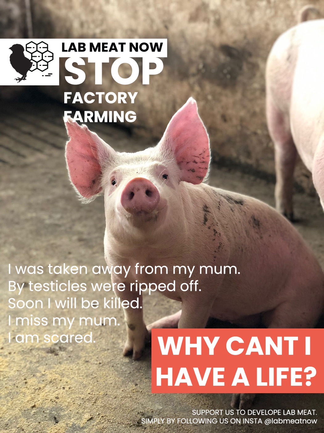 Early Lab Meat Now street poster: a piglet asking why it cannot have a life